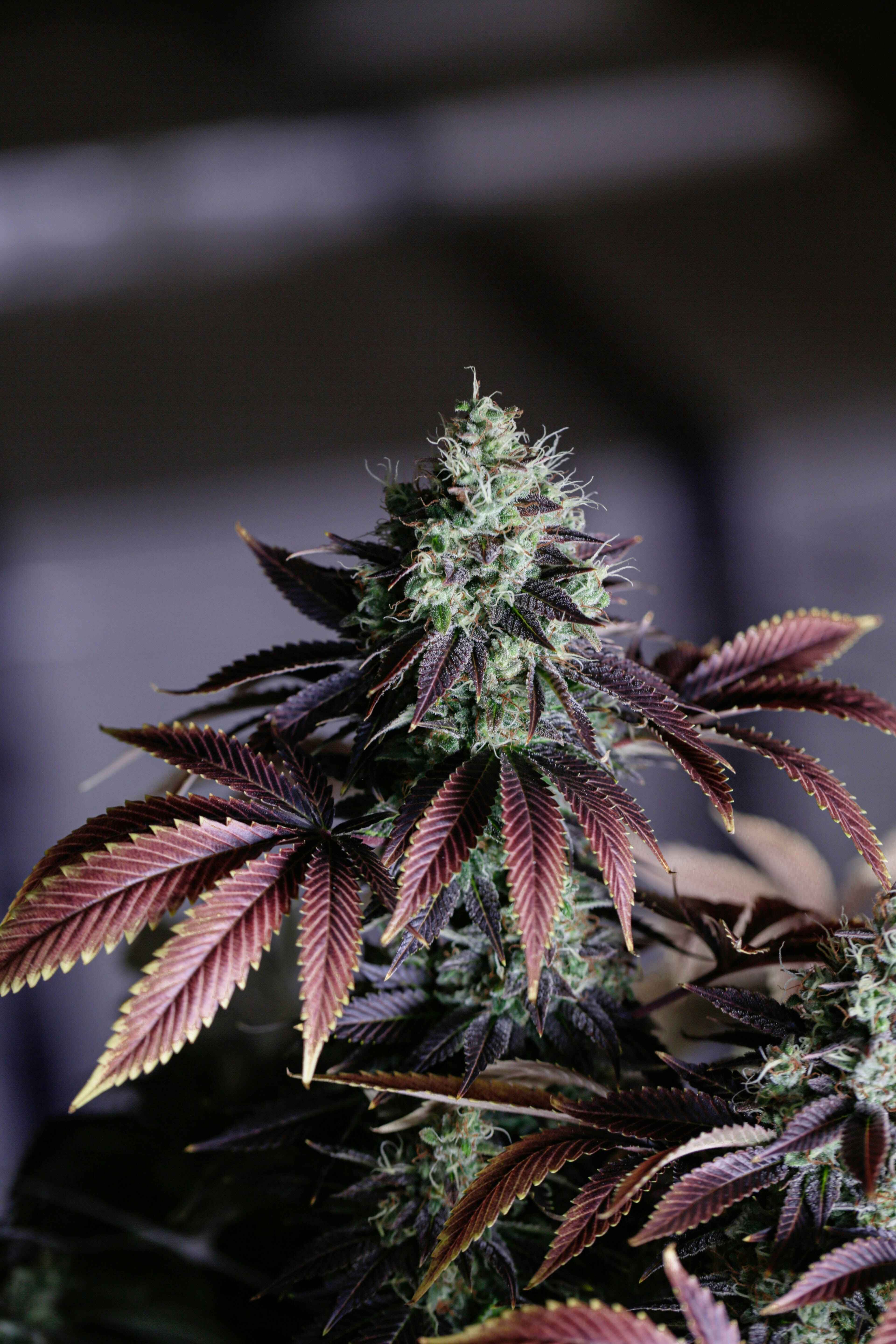 Curated Cannabis Buds